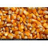 大量雷竞技苹果怎么下载玉米、高粱、糯米、碎米、大米、小麦、大豆