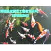 观赏鱼温室养殖场天津观赏鱼养殖基地渔文化活动展示区建设