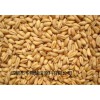 求购糯米高粱大米碎米小麦玉米等原料