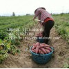 湖南红薯批发，郴州