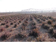 2017优质冬红北海道黄杨雪中红种植，专业批发样式多