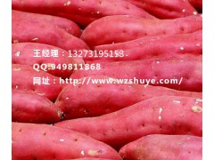 黄冈徐薯18红薯品种 黄冈徐薯18红薯产地