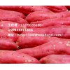 岳阳徐薯18红薯品种 岳阳徐薯18红薯产地