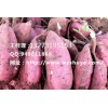 锦州商薯19红薯品种 锦州商薯19红薯产地