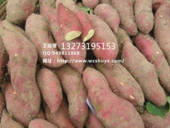 朝阳商薯19红薯品种 朝阳商薯19红薯产地