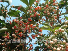 冬红北海道黄杨、红枫种苗(在线咨询)、北海道黄杨种苗