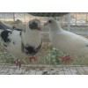 河南豫宏禽业常年出信优质种鸽