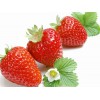 草莓喷增甜膨大着色快好农药微生物肥口感好保花保果