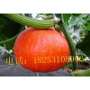 红栗南瓜种子 质量保证 价格优惠