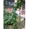 观赏4米丝瓜是济南福田观光农业大力推广种植的蔬菜新品种