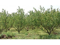 山西杏树、7-8-9公分杏树、农业批发、产地直销
