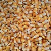 玉米收购商 大量收购玉米高粱大豆棉粕次粉荞麦油糠碎米
