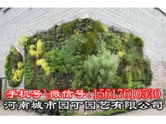 郑州健身房植物墙有哪些公司做的好制作|垂直绿化|屋顶花园