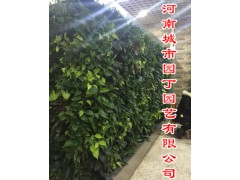 郑州健身房植物墙有哪些公司做的好垂直花园研究所-绿色城市园丁