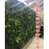 郑州健身房植物墙有哪些公司做的好垂直花园研究所-绿色城市园丁
