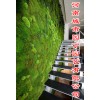 郑州健身房植物墙有哪些公司做的好制作-设计师绿墙