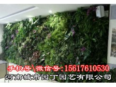 郑州健身房植物墙——河南城市园丁园艺有限公司