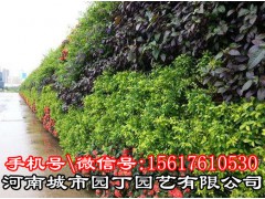 城市园丁郑州别墅绿植墙-河南城市园丁园艺雷竞技登录