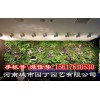 郑州阳台生态墙制作-河南城市园丁园艺有限公司