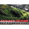 室内郑州阳台生态墙制作展示-河南城市园丁园艺有限公司