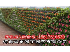 郑州浴室植物墙施工价格-河南城市园丁园艺有限公司