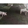 广西养猪保育床网  广西养猪钢丝网  猪舍底网筛网