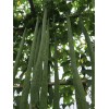 4米超长太空丝瓜种子 花椒树种苗