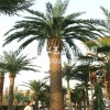 大型仿真海藻树 室外景观树道路广场装饰人造中东海枣树尺寸定做