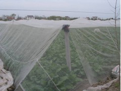 结实耐氧化蔬菜防虫网 结实耐用4米大宽幅蔬菜防虫网