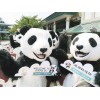 熊猫岛乐园哪里有 租赁需要多少钱