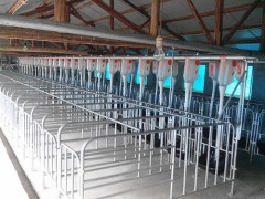 猪舍料线 自动化料线不锈钢转角 猪舍养殖设备厂家直销