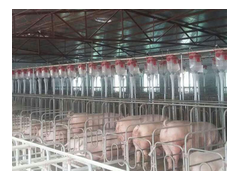养猪料线 养猪自动喂料设备 自动化上料系统