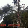 古树名木防雷工程要求 特种防雷施工资质河南扬博防雷器供应