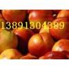46-28油桃价格-陕西万亩黄壤46-28油桃，48油桃行情