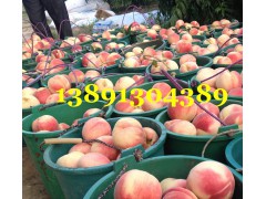 早熟毛桃价格-陕西万亩620毛桃，新颖毛桃沙红桃产地上市价格