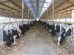 供应奶牛饲料养殖专用添加剂硫酸钙 饲料级石膏粉