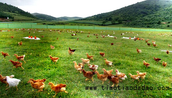 农村养鸡怎么找销路 养鸡的利润与销路