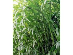高丹草新品种及生产利用技术