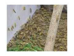 2020年工厂销量超好的蚂蚱养殖网25目特厚蝗虫网全新料丝网