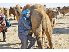骆驼驼奶奶粉代加工，货源充足，新疆驼奶，驼奶粉价格