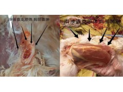 鸡得了滑膜炎支原体带来的危害及根治方案
