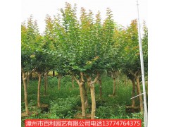 紫薇树四季常青风景树园林景观漳州基地直销