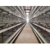 鸡笼框架 肉鸡笼养设备 养鸡笼 养鸡设备 蛋鸡笼养设备