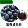 森冉生物 藍莓提取物 越橘提取物 藍莓果粉