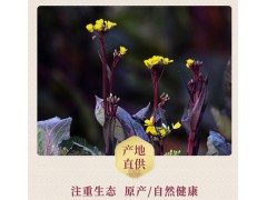 洪山菜苔基地土壤肥沃气候适宜种植的菜苔脆嫩甜美